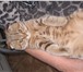 Фотография в Домашние животные Вязка Вязка скоттиш фолд ищет прямоушку скоттиш в Набережных Челнах 0