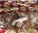 Фотография в Домашние животные Вязка собак окрас рыжый соболь 1.7 звать миша за щенка в Новокузнецке 0