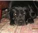 Фотография в Домашние животные Вязка собак Крупный, крепкий кобель Лабрадора, для вязки. в Ставрополе 5 000