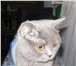 Foto в Домашние животные Вязка Ищем кота британской породы голубого окраса в Владикавказе 1