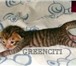 Питомник GREENCITI предлагает котят редчайшей породы тойгер и бенгальской породы,  Все котята привив 68993  фото в Москве