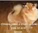 Фото в Домашние животные Услуги для животных Профессиональная стрижка собак и кошек на в Санкт-Петербурге 0