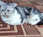 Фотография в Домашние животные Вязка Шотландский короткошерстный ,энергичный котик в Калуге 4 000
