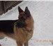 Фото в Домашние животные Вязка собак кобель 4 года немецкая овчарка не развязан в Липецке 0