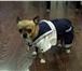 Фото в Домашние животные Вязка собак Кобель чихуахуа, 5 лет, 3 кг, окрас тигровый, в Москве 0
