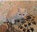 Экзотические котята 3725990 Экзотическая короткошерстная фото в Москве