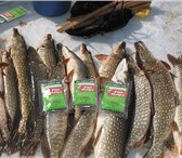 Фото в Хобби и увлечения Рыбалка Fish Hungry включает в себя синтезированные в Хабаровске 1 390