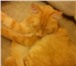 Фотография в Домашние животные Найденные Ребята,помогите пожалуйста!сегодня котенка-подростка в Барнауле 0