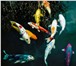 Foto в Домашние животные Рыбки Карпов Кои подрощенных мальков (5-8 см.), в Чите 200