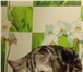 Изображение в Домашние животные Вязка Ждем в гости на вязку с прямоухим шотладнцем, в Уфе 1 000
