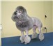 Фотография в Домашние животные Услуги для животных Стрижка и тримминг собак качественно, аккуратно, в Владимире 300