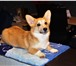Щенок вельш корги пемброк 4319883 Вельш корги фото в Зеленоград
