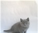 Шикарные британские котята крупные, с плюшевой набивной шерстью, от титулованных родителей,  Кот 68829  фото в Москве