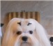 Изображение в Домашние животные Вязка собак Мальтезе кобель для вязок возраст 2 года в Москве 4 000