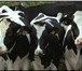 Изображение в Домашние животные Другие животные Оптом продаем бычков, коров, нетелей, телок, в Перми 120