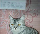 Фото в Домашние животные Вязка британская кошка 1 год ищет кота для вязки в Миассе 0