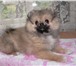 Продается щенок немецкого миниатюрного шпица, Мальчик, возраст 2, 5 месяцев, окрас соболиный, приви 64872  фото в Черкесске