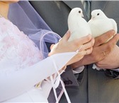 Фото в Домашние животные Другие животные ГОЛУБИ для свадьбы и других торжеств, цена в Курске 1 000