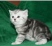 Продается прямоухий котик скоттиш страйт как в рекламе Вискас,  Мальчик - Cirius Brut Окрас черный 69413  фото в Москве
