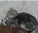 Фотография в Домашние животные Вязка Кошечке 10 месяцев скотиш фолд ищет котика в Самаре 0