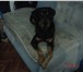 Фотография в Домашние животные Вязка собак кобель 2 года и 3 месяца породы ротвейлер в Москве 1 500