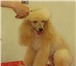 Foto в Домашние животные Стрижка собак Профессиональный грумер окажет услуги: Стрижка в Рязани 1 000