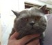 Фотография в Домашние животные Вязка Приходите с кошечкой на вязку с нашим котом в Москве 2 000