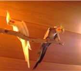 Фотография в Домашние животные Птички Продам птенцов попугаев Корелла.Окрас жемчужный в Североуральск 2 000