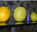 Фото в Домашние животные Растения продам саженцы плодоносящих лимонов сортв в Красноярске 350