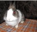 Фотография в Домашние животные Грызуны декоративная крольчиха 7 месяцев цветная в Комсомольск-на-Амуре 1 300