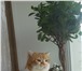 Изображение в Домашние животные Вязка Роскошный котик по кличке Dodge of Planet в Нижнем Новгороде 0