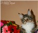Котята мейн куны из питомника MaKaDami  (Москва) 1039728 Мейн-кун фото в Москве