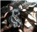 Фотография в Домашние животные Вязка собак девачка тоечка красатуличка ищет друга весом в Сыктывкаре 1 000