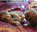 Foto в Домашние животные Другие животные Вислоухие чистокровные шотландские котята в Старом Осколе 5 500