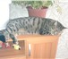 Фотография в Домашние животные Вязка Кошечка британка 3 года, без документов, в Омске 0