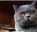 Изображение в Домашние животные Вязка Привозите кошечку на вязку с нашим котом в Москве 2 000