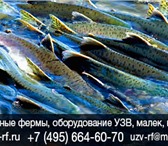 Фото в Хобби и увлечения Рыбалка Где купить мальков осетра для разведения в Москве 1 590 000