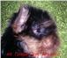 Йоркширский терьер щенки продаются,   Щенки д, р,  06, 11, 210 г, : 2 девочки мини и мелкий стандарт с 65309  фото в Москве