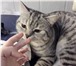 Фото в Домашние животные Вязка Вязка, кот-британец — 2 года, ищет кошечку; в Москве 2 000