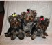 Продаю красивых щенков йоркширского терьера с хорошей родословной, есть чудесный мини мальчик и дев 66848  фото в Москве