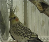 Foto в Домашние животные Птички Попугай Корелла 5 месяцев в Магнитогорске 2 200