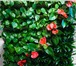 Foto в Домашние животные Растения • Фитомодули HydroFalls• Встроенная система в Санкт-Петербурге 2 900