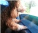Фото в Домашние животные Вязка собак Карликовой светло-рыжий с белым пудель 2,5 в Хабаровске 0