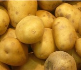 Изображение в Прочее,  разное Разное Картофель оптом от производителя ,доставка в Уфе 17