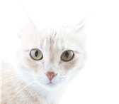 Изображение в Help! Потери В жк Журавли 10.04 пропала кошка.5 лет, нежно-кремовый в Лиски 0