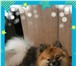 Фотография в Домашние животные Вязка собак немецкий шпиц с родословной с метриком ищет в Новосибирске 0