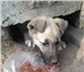 Фото в Домашние животные Отдам даром Друзья! Помогите найти дом ребёнку! Живёт в Улан-Удэ 0