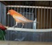 Изображение в Домашние животные Птички Продаю молодого 5 мес.кенара своего домашнего в Балашихе 2 300