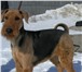 Фотография в Домашние животные Стрижка собак Профессиональный тримминг и стрижка собак. в Рязани 0