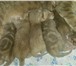 Продаю котят 1892698 Скоттиш фолд короткошерстная фото в Пензе